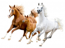 حيوانات و طيور